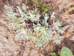 Stylocline gnaphaloides