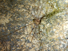 Amilenus aurantiacus