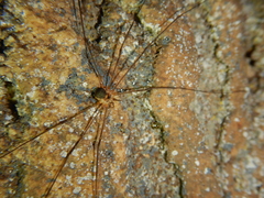 Amilenus aurantiacus