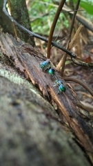 Euglossa