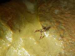 Neobisium