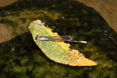 Pseudagrion ignifer