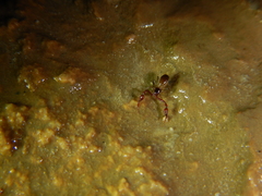 Neobisium