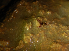 Neobisium