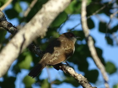 Coccyzus erythropthalmus
