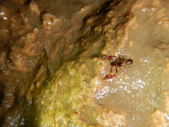 Neobisium