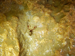 Neobisium