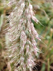 Lamarckia aurea