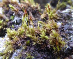 Racomitrium fasciculare