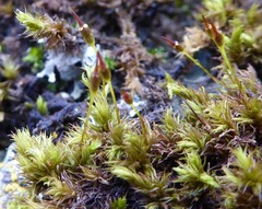Racomitrium fasciculare