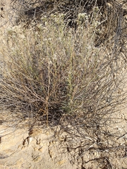 Lepidium fremontii