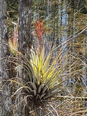 Tillandsia fasciculata