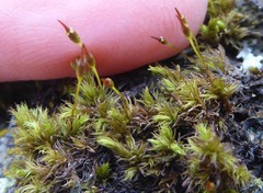 Racomitrium fasciculare