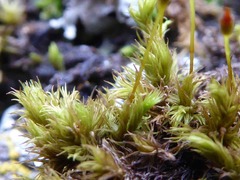 Racomitrium fasciculare