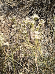 Lepidium fremontii