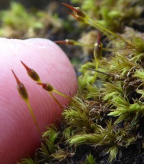 Racomitrium fasciculare