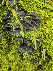 Collema nigrescens