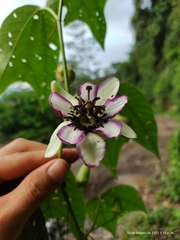 Passiflora dawei