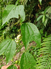 Passiflora dawei