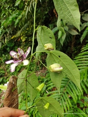 Passiflora dawei