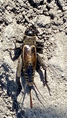 Gryllus lineaticeps