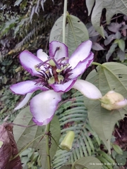 Passiflora dawei