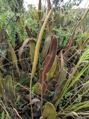 Elaphoglossum engelii