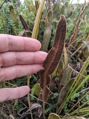 Elaphoglossum engelii