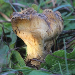 Scleroderma verrucosum