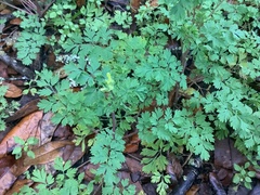 Corydalis