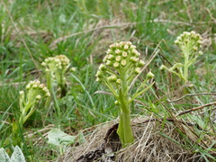 Petasites spurius