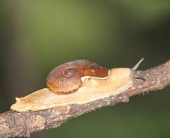 Helicarionoidea