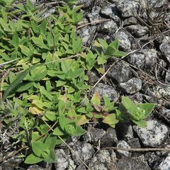 Richardia humistrata