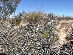 Corynopuntia invicta