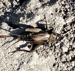 Gryllus lineaticeps