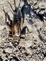 Gryllus lineaticeps