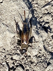 Gryllus lineaticeps