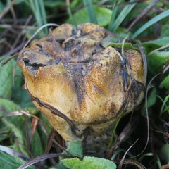 Scleroderma verrucosum