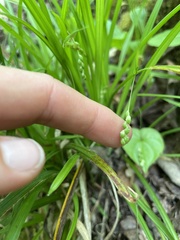 Carex digitalis digitalis