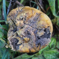 Scleroderma verrucosum