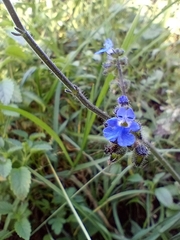 Salvia palifolia