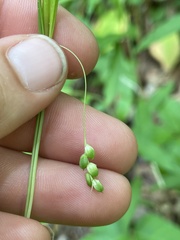 Carex digitalis digitalis