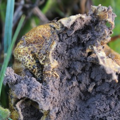 Scleroderma verrucosum