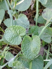 Salvia palifolia