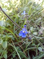Salvia palifolia