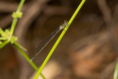 Pseudagrion ignifer