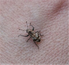 Pantomorus postfasciatus