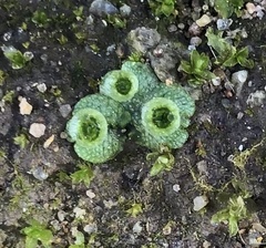 Marchantia polymorpha
