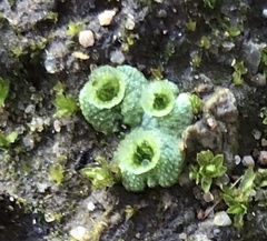 Marchantia polymorpha