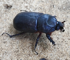 Oryctes rhinoceros